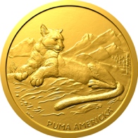 Puma americká