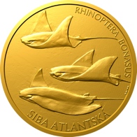 Siba atlantská
