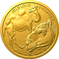 Velbloud dvouhrbý