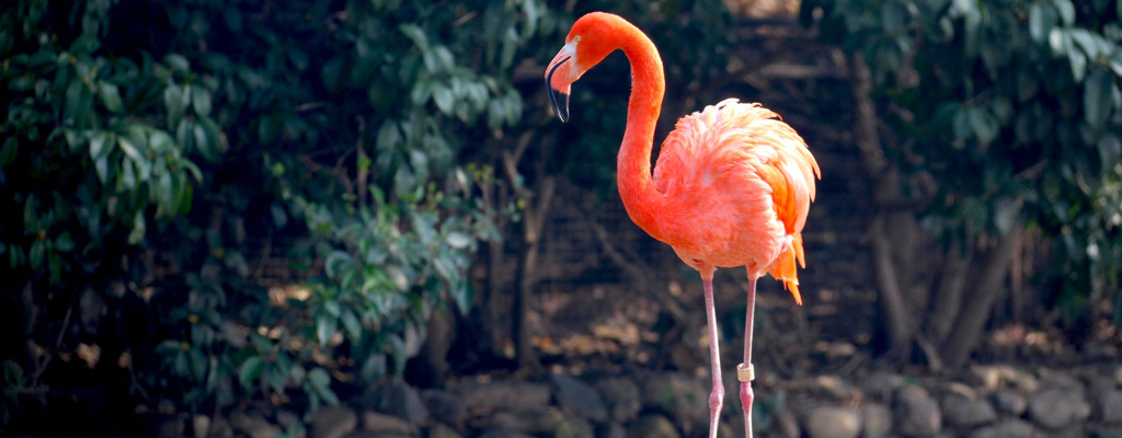 ZOO Plzeň